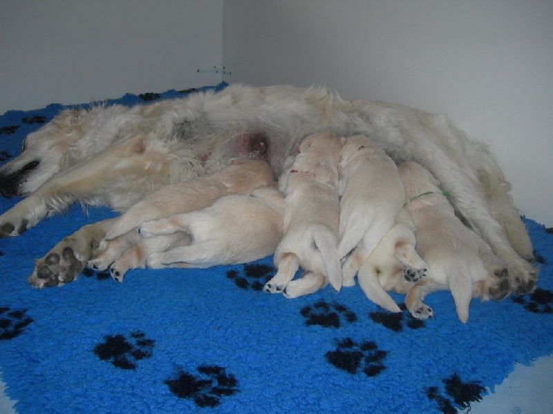 Chiots 2007